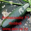 Tykev obecn&aacute; cuketa hybridn&iacute; Ambassador F1