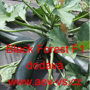 Tykev obecn&aacute; cuketa pnouc&iacute; Quine