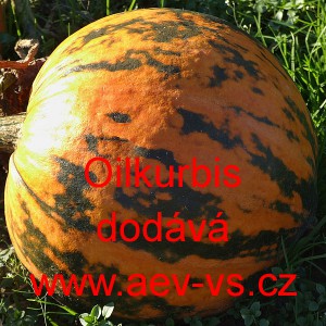 Tykev obecn&aacute; olejn&aacute; &Ouml;ilk&uuml;rbis