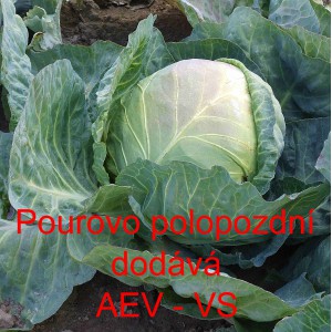 Zel&iacute; hl&aacute;vkov&eacute; b&iacute;l&eacute; Pourovo polopozdn&iacute; (Dobrovodsk&eacute;)