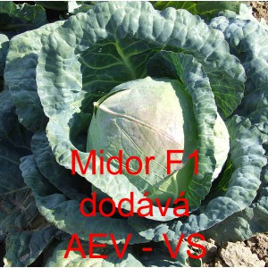 Zel&iacute; hl&aacute;vkov&eacute; b&iacute;l&eacute; hybridn&iacute; Midor F1