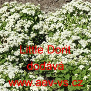 Nestařec americk&yacute;, ager&aacute;t mexick&yacute; Little Mix