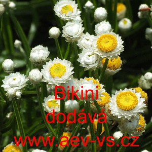 Slaměnka kř&iacute;dlat&aacute;, p&iacute;skožil kř&iacute;dlat&yacute; Bikini