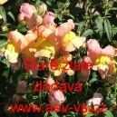 Hled&iacute;k vět&scaron;&iacute; Star&eacute; zlato