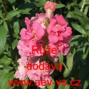 Hled&iacute;k vět&scaron;&iacute; Růže