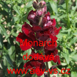 Hled&iacute;k vět&scaron;&iacute; Monarch