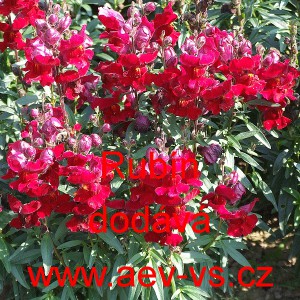 Hled&iacute;k vět&scaron;&iacute; Rub&iacute;n