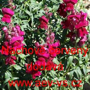 Hled&iacute;k vět&scaron;&iacute; Nachově červen&yacute;