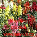 Hled&iacute;k vět&scaron;&iacute; Majestic