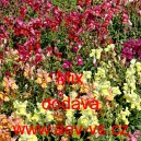 Hled&iacute;k vět&scaron;&iacute; Mix