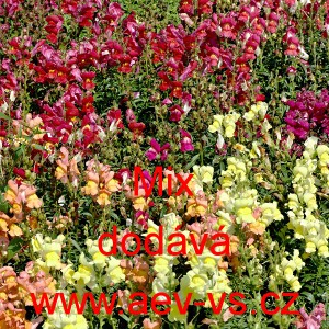 Hled&iacute;k vět&scaron;&iacute; Magic Carpet Mix