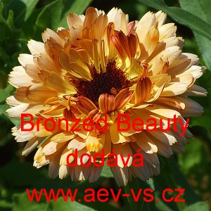 Měs&iacute;ček l&eacute;kařsk&yacute; Bronzed Beauty