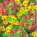 Kr&aacute;snoočko dvoubarevn&eacute; Roulette Mischung