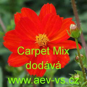 Kr&aacute;senka žlut&aacute;, s&iacute;rožlut&aacute; Carpet Mix