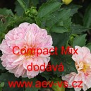 Jiřinka zahradn&iacute; Compact Mix