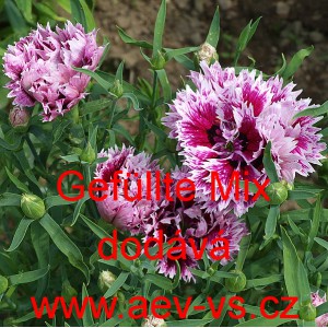 Hvozd&iacute;k č&iacute;nsk&yacute; Gef&uuml;llte Mix