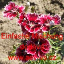 Hvozd&iacute;k č&iacute;nsk&yacute; Einfache Mischung