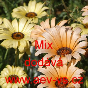 Dvoutv&aacute;rka chobotnat&aacute; Mix