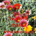 &Uacute;borovka z&aacute;řiv&aacute;, gaz&aacute;nie pevn&aacute; Talent Mix