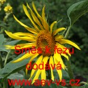 Slunečnice ročn&iacute; Směs k řezu