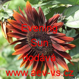 Slunečnice ročn&iacute; Evening Sun