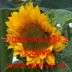 Slunečnice ročn&iacute; Obrovsk&aacute; 