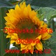 Slunečnice roční Obrovská 