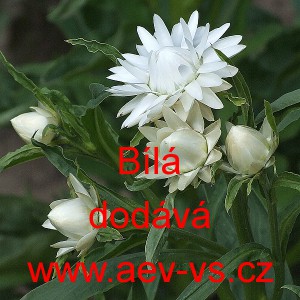 Smil listenat&yacute;, slaměnka B&iacute;l&aacute;