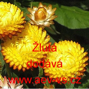 Smil listenat&yacute;, slaměnka Žlut&aacute;