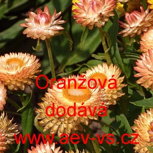 Smil listenat&yacute;, slaměnka Oranžov&aacute;