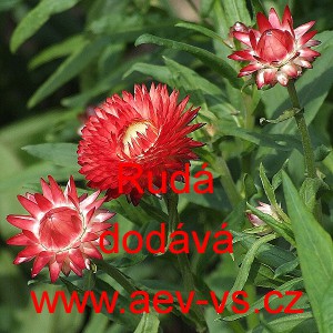 Smil listenat&yacute;, slaměnka Rud&aacute;