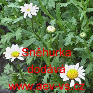 Kopretina kalužn&iacute;, balkonov&aacute; Sněhurka