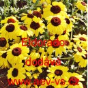 Kopretina osenn&iacute;, Zlateň osenn&iacute; Eldorado