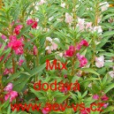 Net&yacute;kavka balzam&iacute;na, voděnka Mix