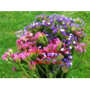 Limonka chobotnat&aacute; statice Mix