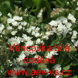 Limonka chobotnat&aacute; statice Věncovka b&iacute;l&aacute;