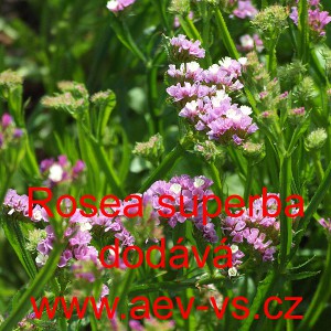 Limonka chobotnat&aacute; statice Rosea superba