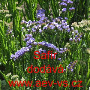 Limonka chobotnat&aacute; statice Saf&iacute;r