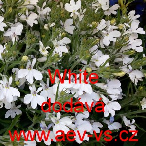 Lobelka drobn&aacute; White