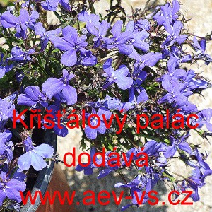Lobelka drobn&aacute; Kři&scaron;ť&aacute;lov&yacute; pal&aacute;c