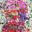 Tařicovka př&iacute;mořsk&aacute;, laločnice Wonderland Mix