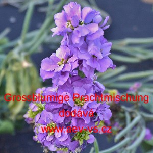 Fiala letn&iacute;, &scaron;ediv&aacute; Grossblumige Prachtmischung