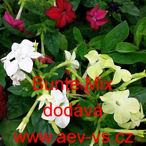 Tab&aacute;k Sandeřin, Sanderův Bunte Mix