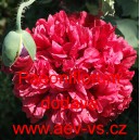 M&aacute;k set&yacute; Paeoniflorum