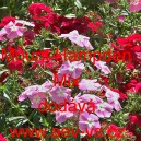 Plamenka Drummondova, flox letn&iacute; Mount Hampden Mix