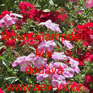 Plamenka Drummondova, flox letn&iacute; Mount Hampden Mix