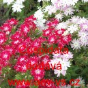 Plamenka Drummondova, flox letn&iacute; Cuspidata