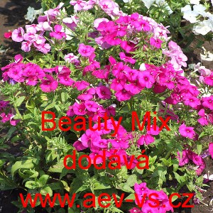 Plamenka Drummondova, flox letn&iacute; Beauty Mix