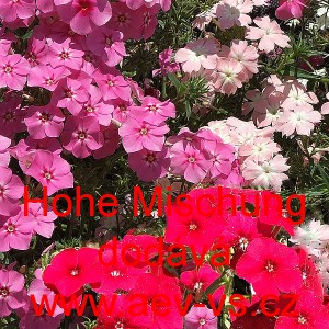 Plamenka Drummondova, flox letn&iacute; Hohe Mischung