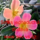 &Scaron;rucha velkokvět&aacute; Směs jednoduch&aacute;